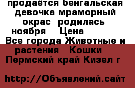 продаётся бенгальская девочка(мраморный окрас).родилась 5ноября, › Цена ­ 8 000 - Все города Животные и растения » Кошки   . Пермский край,Кизел г.